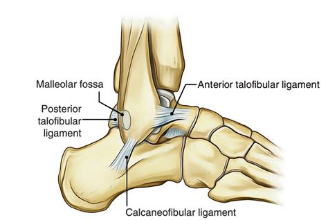 lateral ligament ankle anatomy